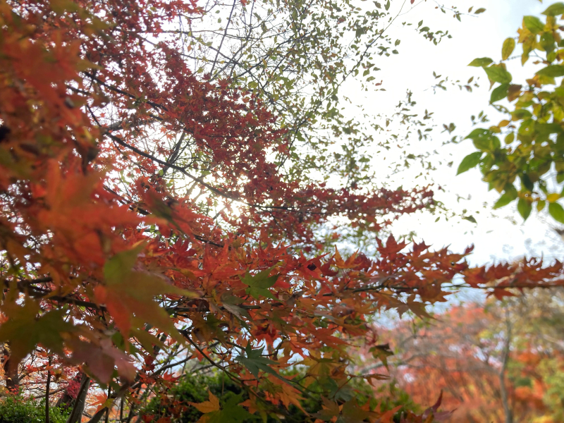 【北九州】キタチャリvol.4『白野江植物公園』紅葉で染まる園内