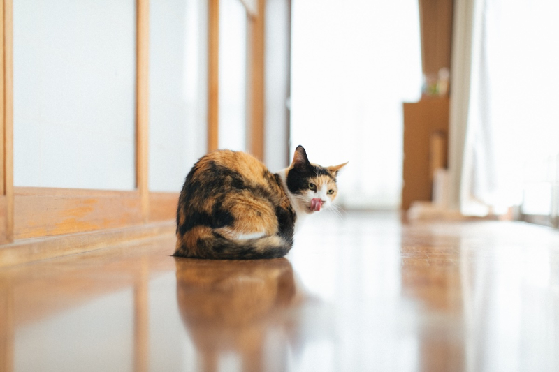 河北町「民泊やまねこ」へようこそ / 菊地航平さん
