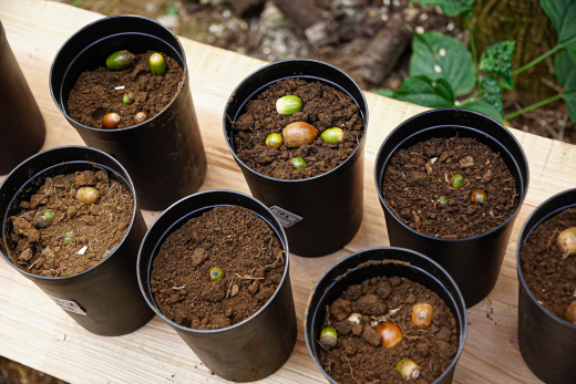 【鹿児島県出水市】森を舞台に江内らしい教育を学校とともにつくる「森の遠足」 ／ 株式会社WOODLIFE 代表取締役・中尾雄基さん × 江内小学校 豊島校長・染谷教頭