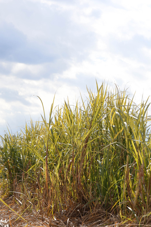 【鹿児島県阿久根市】阿久根から生まれた、新しい蒸留酒のかたち クラフトラム『HAL Distillery』／ 大石酒造株式会社