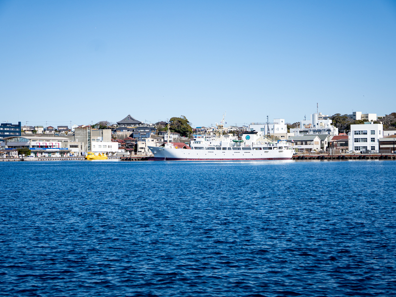 三崎のマグロを世界へ・未来へ!「三崎恵水産」を取材しました