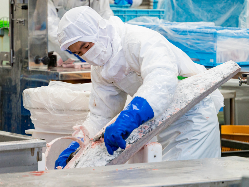 三崎のマグロを世界へ・未来へ!「三崎恵水産」を取材しました