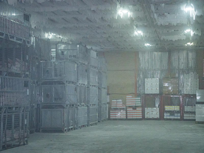 三崎のマグロを世界へ・未来へ!「三崎恵水産」を取材しました