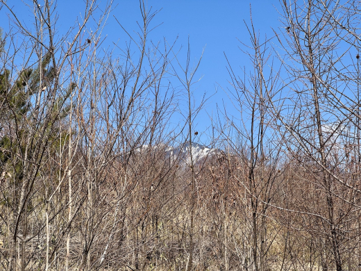 森に家と仕事場を　名峰を望む土地(土地 5,009㎡・2950万円) / 山梨県北杜市長坂町中丸