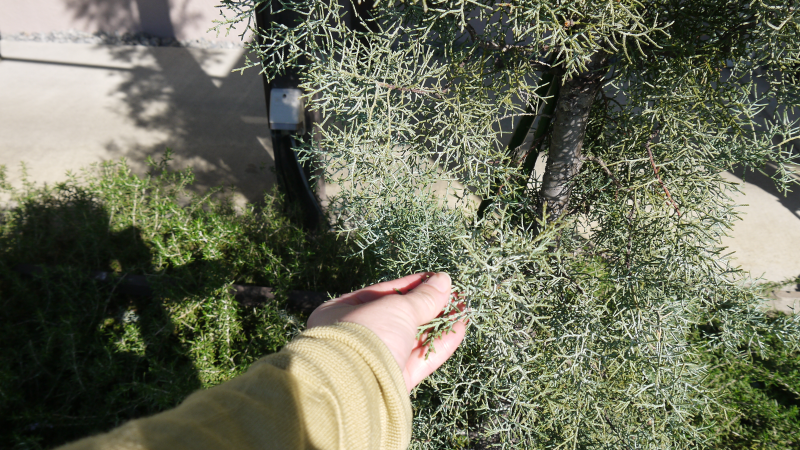 【岐阜県各務原市】ファンに愛される〝ハーブサウナの聖地〟 日本温浴研究所『恵みの湯』