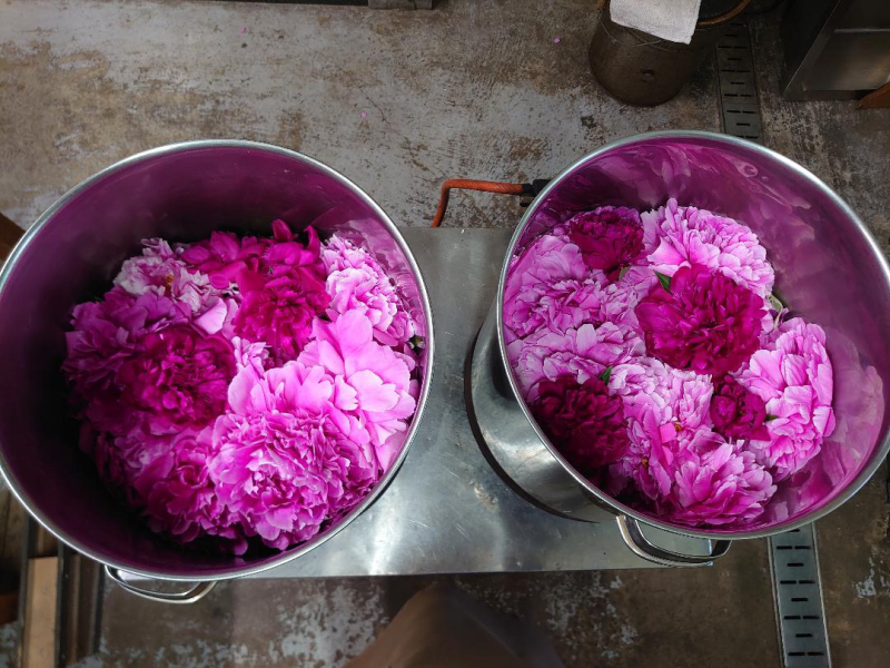 Yamagata Life Diary: Kameya Natural Plant Dye Studio