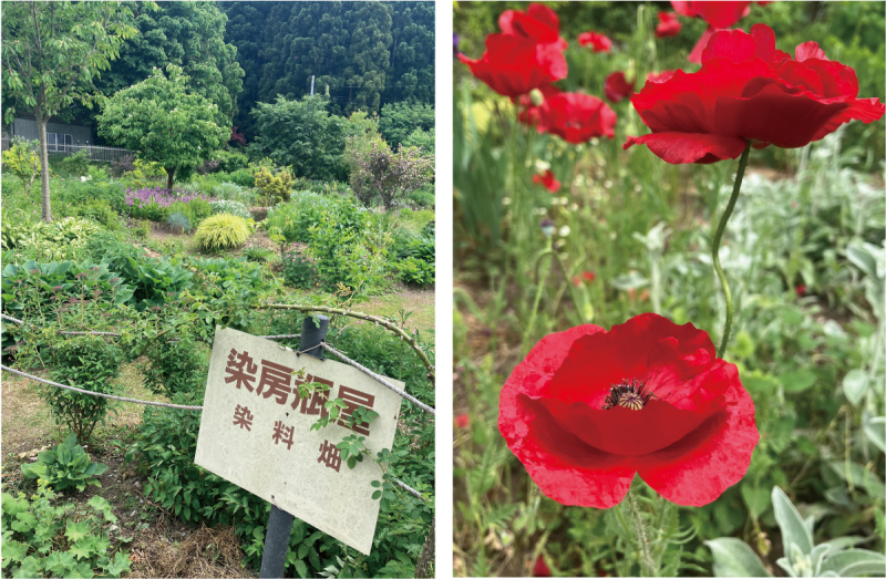 Yamagata Life Diary: Kameya Natural Plant Dye Studio